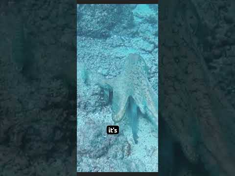 The mimic octopus #wildlife #creatures #strange #strangecreatures #top5animals #weirdanimals ￼