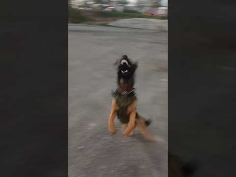 Sirius ile genel tekrar #köpek #malinois #dog #köpekeğitimi #almankurdu #germanshepherd #k9 #pets