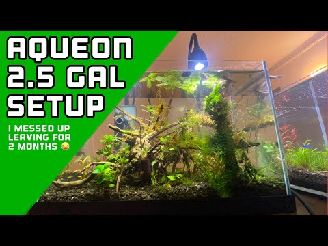 Aqueon Rimless 2.5 gallon setup Wanted to do a budget build and ended up with this lol. Future videos will be more informative, but 