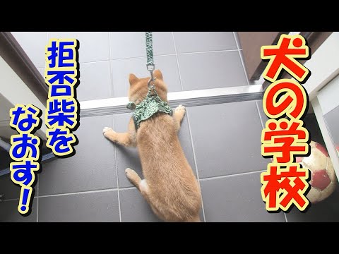 重度の散歩嫌いはなおるのか？ショッキングな事実が判明しました・・・