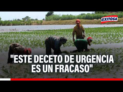 🔴🔵 Productor de arroz arremetió contra el decreto de urgencia aprobado por el Gobierno