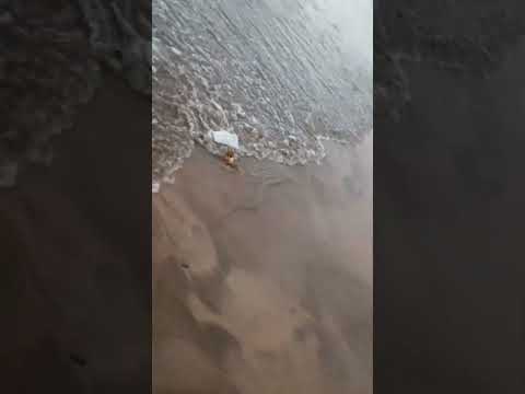 😱😱Rough sea🌊 🏄‍♂️#shorts#ytshorts#youtubeshorts#viral#reels#shortsfeed#songs#explore #trending#funny