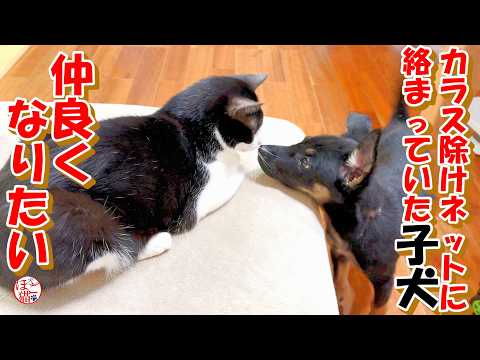 【野犬 子犬】カラス避けネットに絡まっていた子犬 病院へ行きました+おまけコーナー