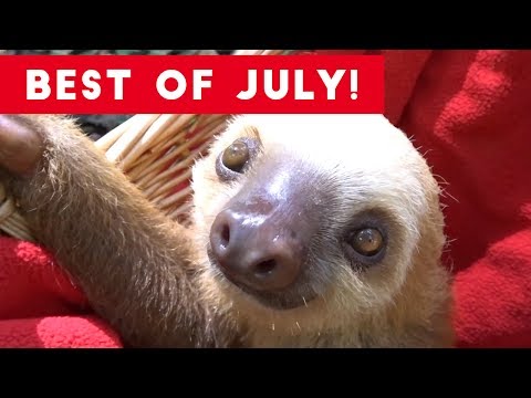 Funniest Pet Reactions & Bloopers of July 2017 | Funny Pet Videos - UCYK1TyKyMxyDQU8c6zF8ltg