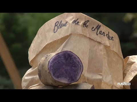 La pomme de terre Bleue de la Manche