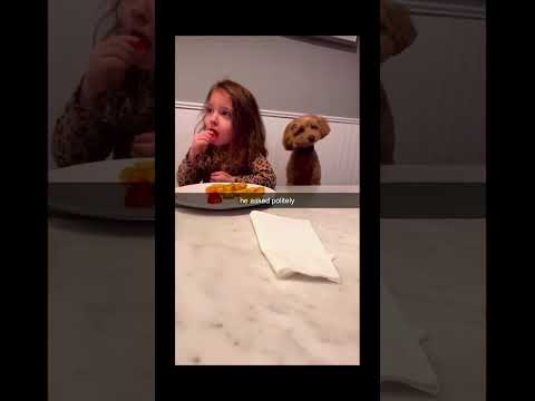 #funnydogs#cute#doglover#doglife#cure#dogshorts#pet#doglife#dogshorts#funnyanimals