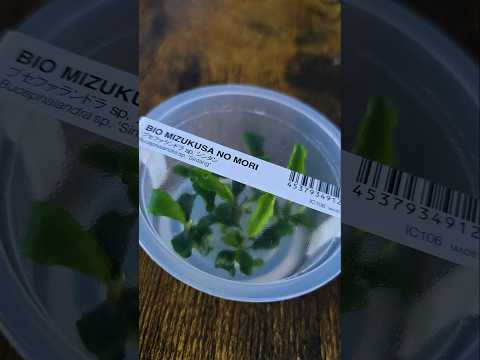 ADA tissue culture aquarium plants 🪴 available  
