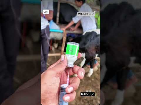 feeling || animal tretment !1 @VetpetandCattle @Vetdrtaji @VetSurgery