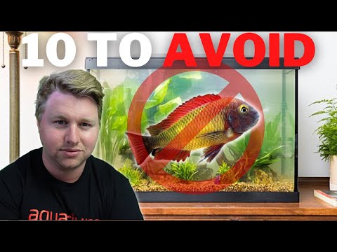 10 Fish to AVOID in Planted Tanks Hi Legends,

There is nothing worse than letting a fish loose in your beautiful planted tank only to