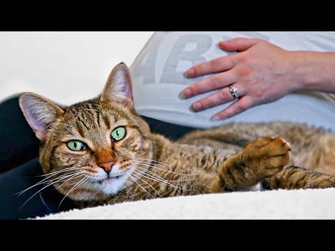 CAT REACTS TO PREGNANCY - Do Cats Reveal Baby Gender?