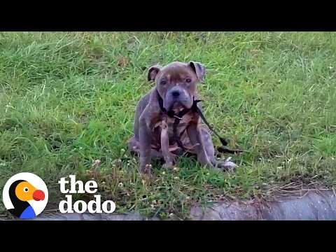 Skinny Pittie Puppy Poisoned With Ibuprofen Is The Nicest Boy | The Dodo