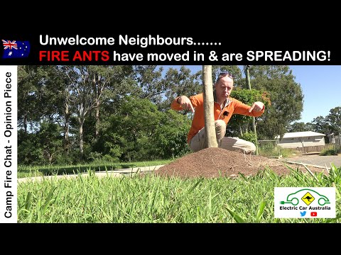 FIRE ANTS - Unwelcome Neighbours | How to Spot Them, the Spread & Damage they Do | Camp Fire Chat #2