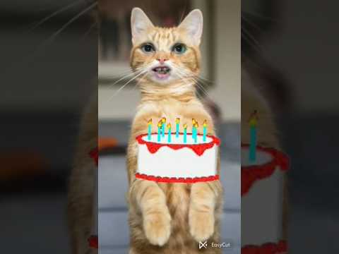 बर्थडे केक किसका है देखो 🎂#shorts#viralvideo#trendingshorts#simit chodhury #cake #cute #funny #cat