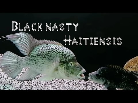 Aggressive dominant Cichlid, Black nasty Haitiensi Black nasty Haitiensis cichlid Update. Female showing aggression towards the male