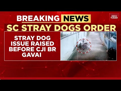 Breaking News: Supreme Court On Delhi Stray Dogs: Pakistan's Threats & US-Pak Tilt Raise Concerns