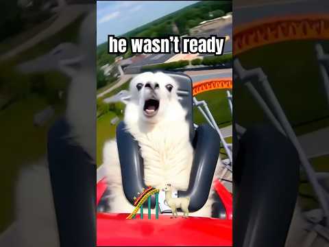 Caught on Camera: Llama Screams on Roller Coaster 🎢🦙