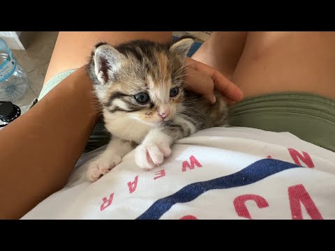 My beloved little tiger relaxing on my belly - IN MEMORIAM