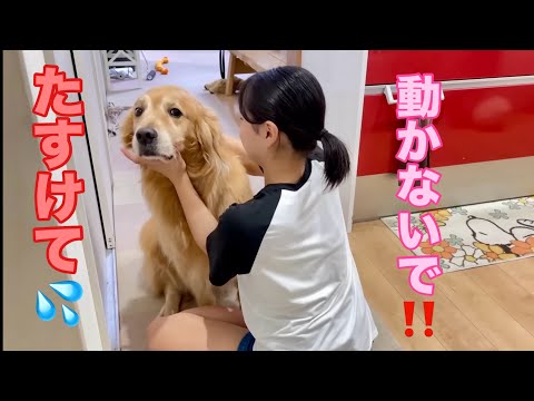 理不尽な姉に対して、犬とは思えない切ない表情で助けを求める大型犬クッキー【ゴールデンレトリバーとミニチュアダックスフンド】