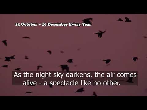 Maxmas Travel And Tour - Zambia's Bats And Wildebeest Migration