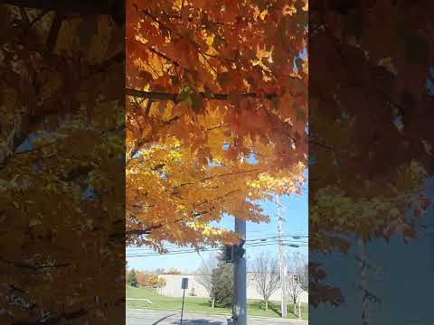 mùa Thu tại Mỹ 2024, Halloween 2024