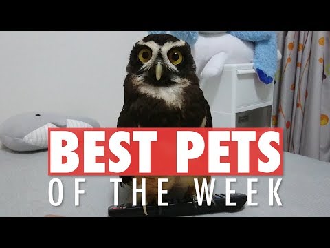 Best Pets of the Week | August 2018 Week 4 - UCPIvT-zcQl2H0vabdXJGcpg