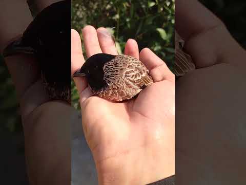 Rescue and after release a beautiful Bulbul #birds #eaglehunting #animaltrap