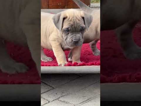 FUI Y LLEGUÉ Y VENCÍ EN UN CONCURSO DE BELLEZA QUEDÉ 1 entre 1.000,0000 de ejemplares