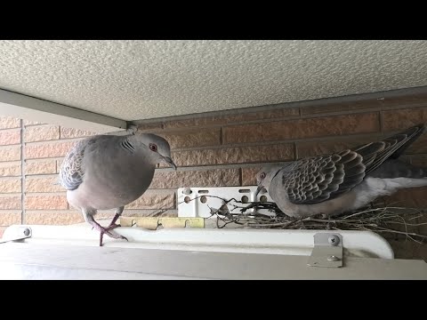 キジバトの巣が落下したので、作り直しです。　2025.6.30