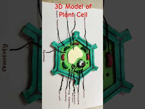 3D Model of Plant Cell