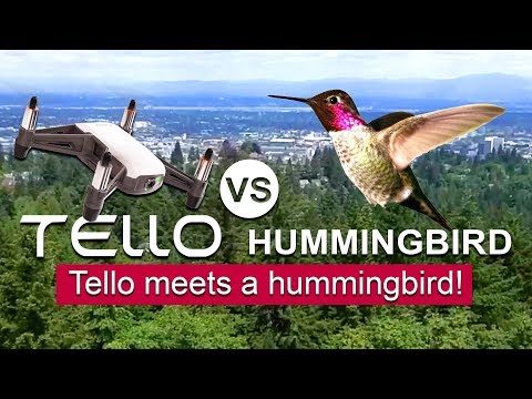 Tello VS Hummingbird - Filming a Hummingbird with the Tello Drone! - TOO COOL! - UCwojJxGQ0SNeVV09mKlnonA