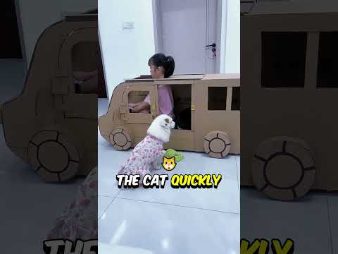 Girl Bus Driver Takes Dog & Cat to School – Cute &