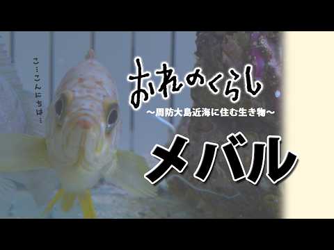 おれのくらし~周防大島近海に住むいきもの~第13回「メバル」