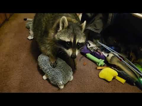 Tigger The Raccoon refuses to share with Hedgie   🦝❤️🦔