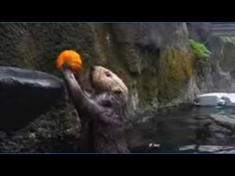 Oregon Zoo <strong>sea</strong> otters shoot hoops with pumpkins <strong>for</strong> Halloween