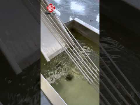 Two Stages Strand Cooling Granulating Line♻️ #plasticrecycling #granulating