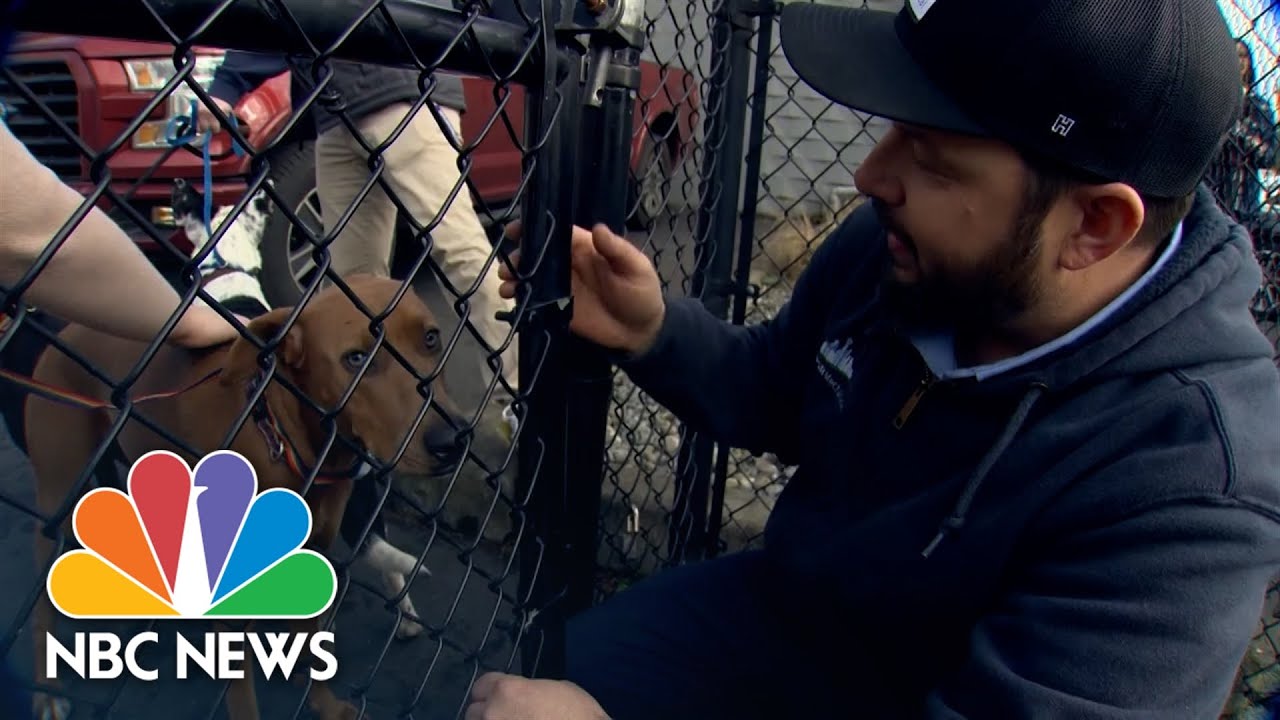 Community jumps in to rescue dozens of dogs after fire at Seattle dog daycare