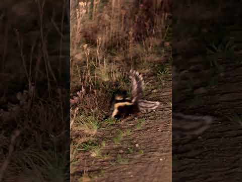 Two male Striped Polecats. One crazy showdown. #wildlife #nature #safari