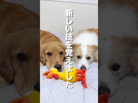 飼い主にそっくり！技を学ぶ犬たちの癒しの動画 サムネイル