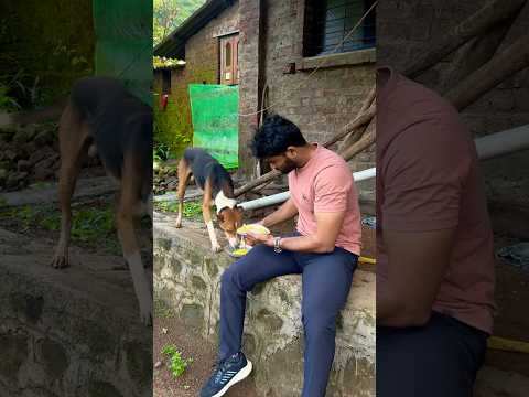 #nature #doglove #forestwhispers #forestsounds #waterfall #mansoon #mountains #relaxingmusic