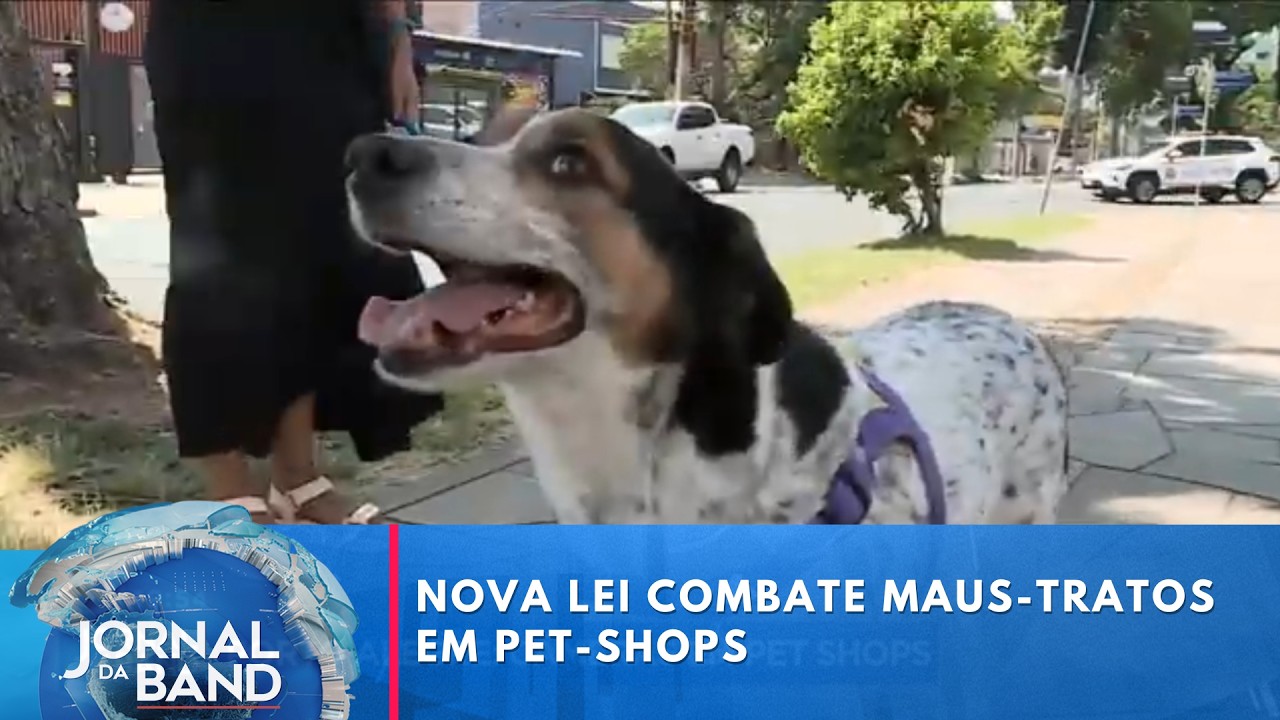 Nova lei combate maus-tratos a animais durante banho e tosa  | Jornal da Band
