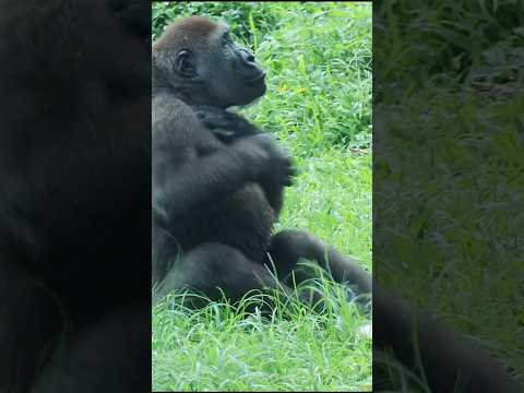 happy #gorilla 💕😆 #gorillatag #taipeizoo #金剛猩猩 #台北市立動物園 #shorts サムネイル