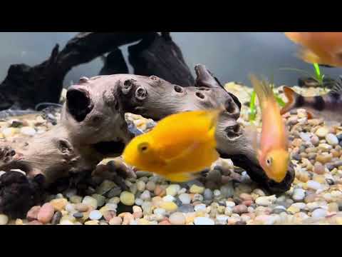 Understanding The Blood Parrot Cichlid 