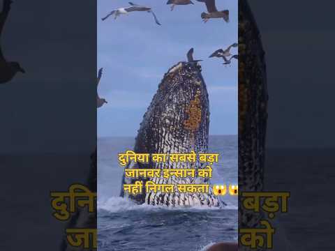 दुनिया का सबसे बड़ा जानवर इन्सान को नहीं निगल सकता है 😱😱#short #shortfeed #shortvideo #viralshort