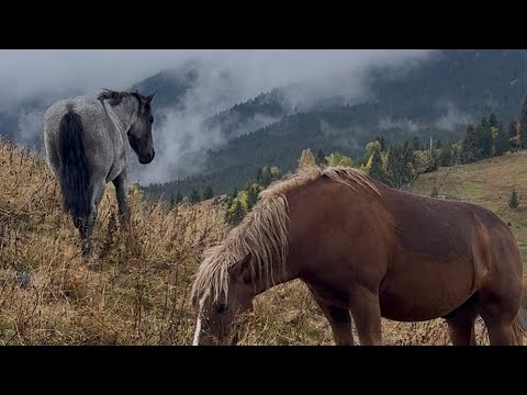 Рідні Карпати🤗 Кривопільський перевал🏞️