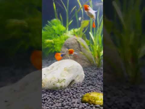 This is what I did to my guppies ...see their reac Aquascaping is not my thing...but I forced myself to do it. Watch the #shorts to see the result.

#s