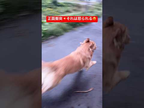 癒しの短いゴールデンレトリバー動画と山の神や神童の登場シーン サムネイル