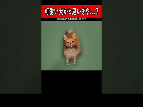 アプデで追加された可愛い犬 #shorts