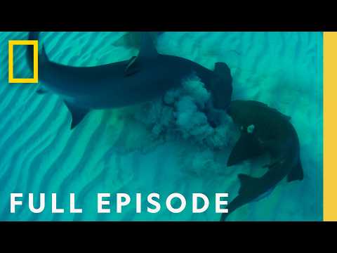 Bull Shark vs. Hammerhead (Full Episode) | National Geographic