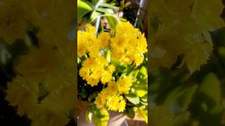 Kalanchoe and Clivia in bloom. A spring morning. #flowers #gardening #
