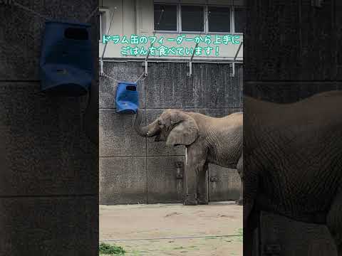 愛媛県とべ動物園で動物たちの食事シーンを楽しもう サムネイル